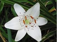 Lilium polyphyllum